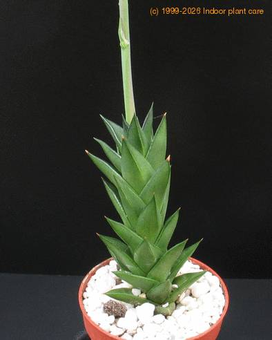 Astroloba congesta 2