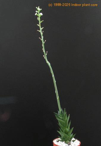 Astroloba congesta 5