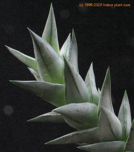 Astroloba congesta 7