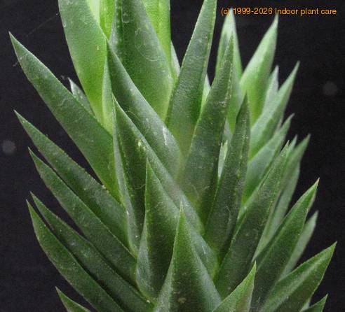 Astroloba pentagona SIl