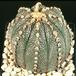 Astrophytum asterias