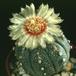 Astrophytum asterias