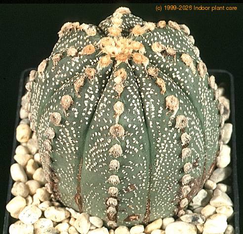 Astrophytum asterias