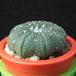 Astrophytum asterias cv MOP