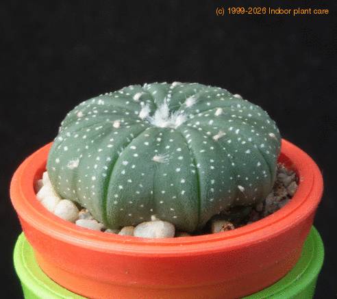Astrophytum asterias cv MOP