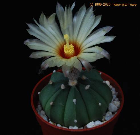 Astrophytum asterias nudum PP20107