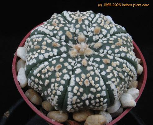 Astrophytum asterias supercabuto
