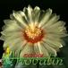 Astrophytum asterias v nudum flower 461
