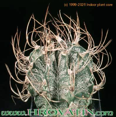 Astrophytum capricorne 6