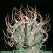 Astrophytum capricorne 6