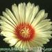 Astrophytum capricorne v crassispinoides flower 120