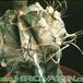 Astrophytum capricorne v crassispinoides thorn 121