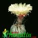 Astrophytum capricorne v niveum 354