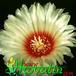 Astrophytum capricorne v niveum flower 355