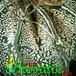 Astrophytum capricorne v niveum thorn 356