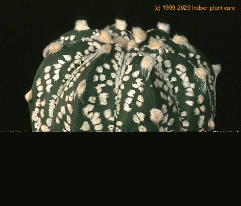 Astrophytum hybrid 491