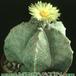 Astrophytum myriostigma 104