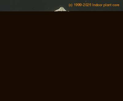 Astrophytum myriostigma 12