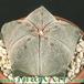 Astrophytum myriostigma 12