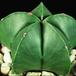 Astrophytum myriostigma nudum SIb