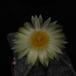 Astrophytum myriostigma quadricostatum SIf