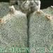 Astrophytum myriostigma thorn 106