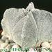 Astrophytum myriostigma v quadricostatum 33