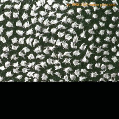 Astrophytum myriostigma v tulense thorn 459