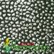 Astrophytum myriostigma v tulense thorn 459
