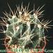 Astrophytum ornatum 13