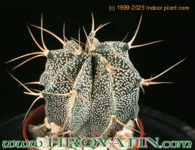 Astrophytum ornatum 31