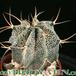 Astrophytum ornatum 31
