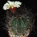 Astrophytum senile Viesca SIb