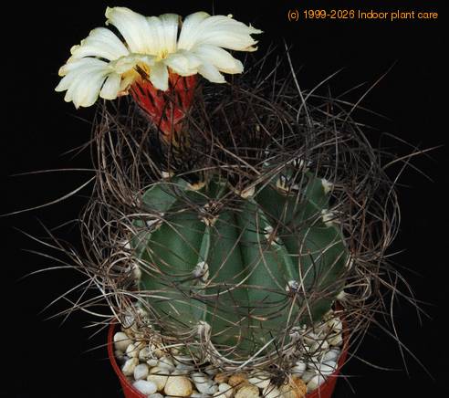 Astrophytum senile Viesca SIb