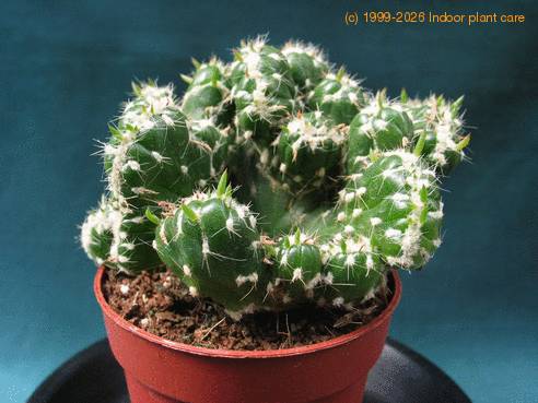 Austrocylindropuntia subulata