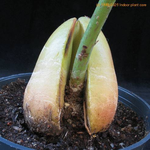 Avocado persea americana 1