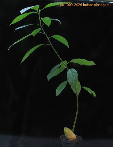 Avocado persea americana 2