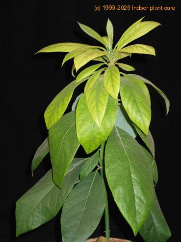 Avocado Persea americana