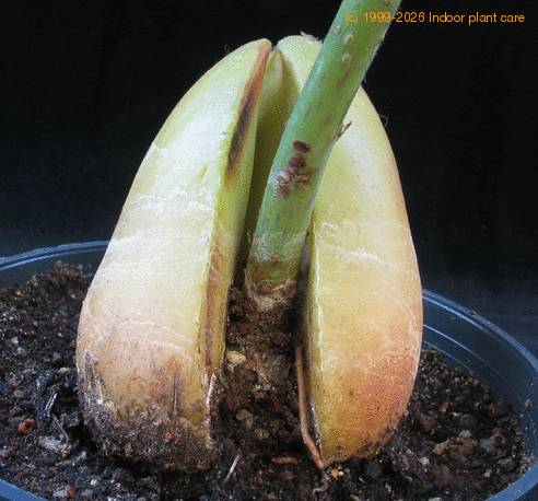 Avocado persea americana SIfr