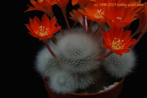 Aylostera albipilosa-3