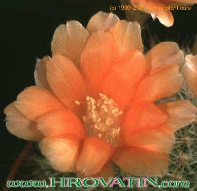 Aylostera kieslingii flower 145