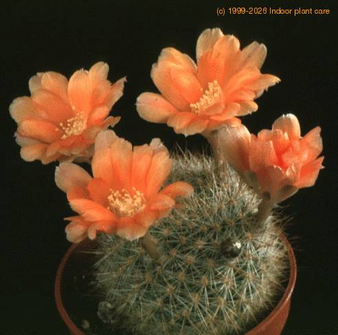 Aylostera  kieslingii telo