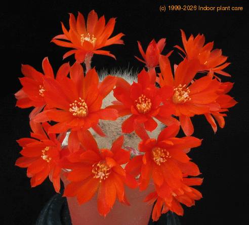 Aylostera spinos body