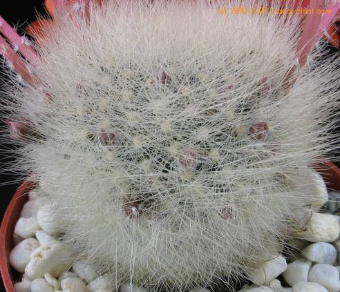 Aylostera spinos thorn