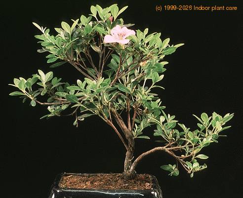 Azalea  2645