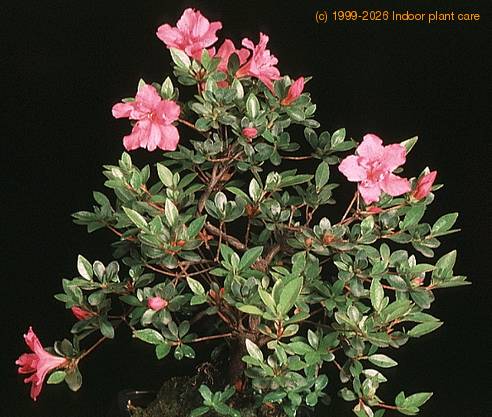 Azalea 2654