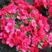 Azalea