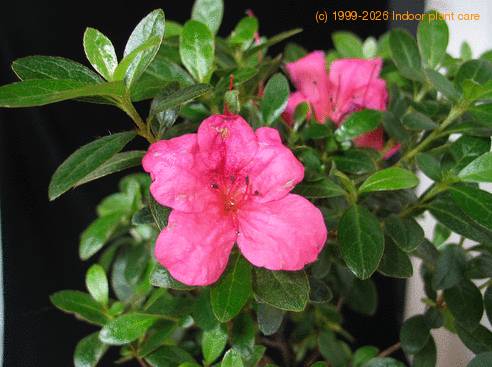 Azalea bonsai flower