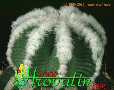 Aztekium hintonii 399