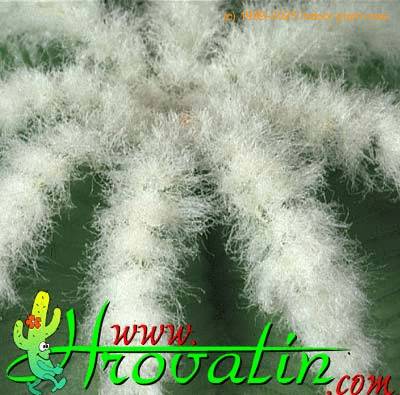 Aztekium hintonii thorn 400